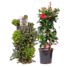 Mandeville piramide
potmaat ø 17 cm
hoogte ca. 80 cm
of Sedum wandhanger
potmaat ø 15 cm
hoogte ca. 50 cm